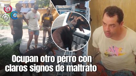MP Solicita Prisión Preventiva Contra Hombre Que Lanzó Perro Desde Una Torre