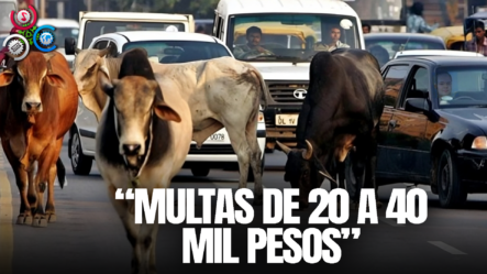 Ayuntamiento De La Vega Impone Multa A Dueños De Animales En Calles “20 MIL PESOS”