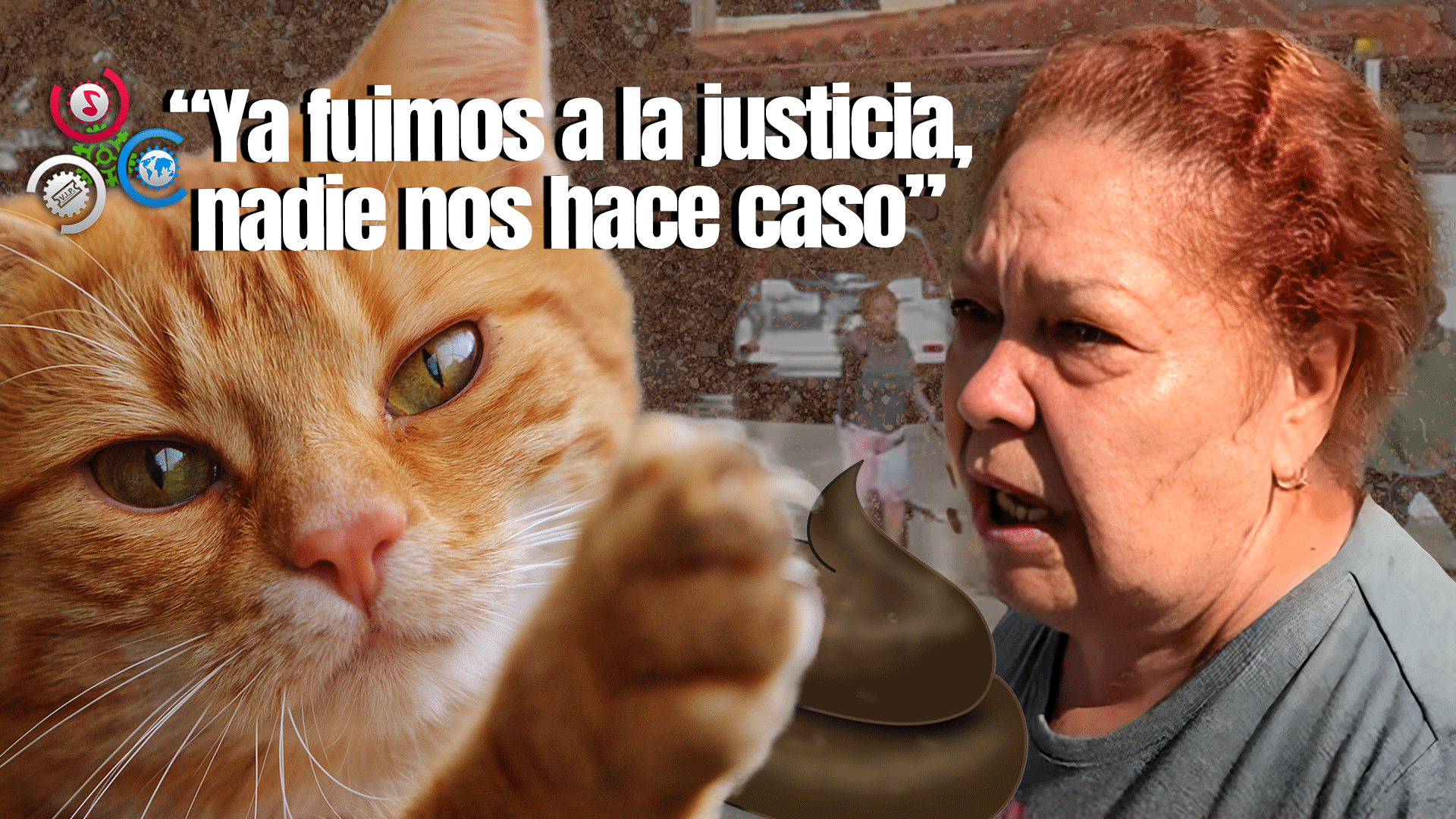 Vecinos Casi Se Van A Los Golpes Por Heces De Gatos En Su Vivienda