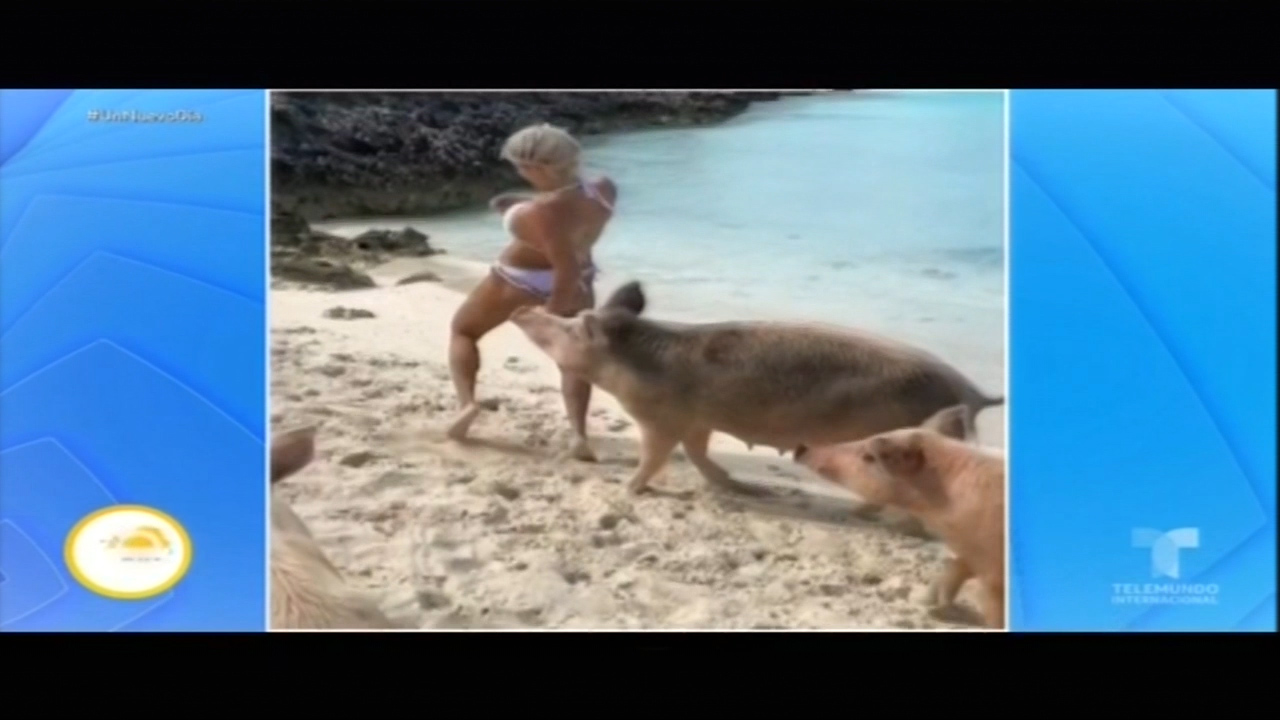 Cerdo Se Enamora De Michelle Lewin Y Hasta Le Muerde Una Pompi