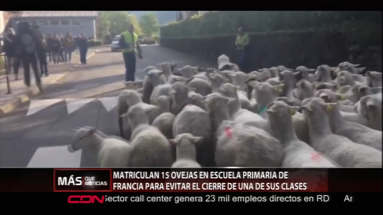 Matriculan 15 Ovejas En Escuela Primaria De Francia Para Evitar El Cierre De Una De Sus Clases