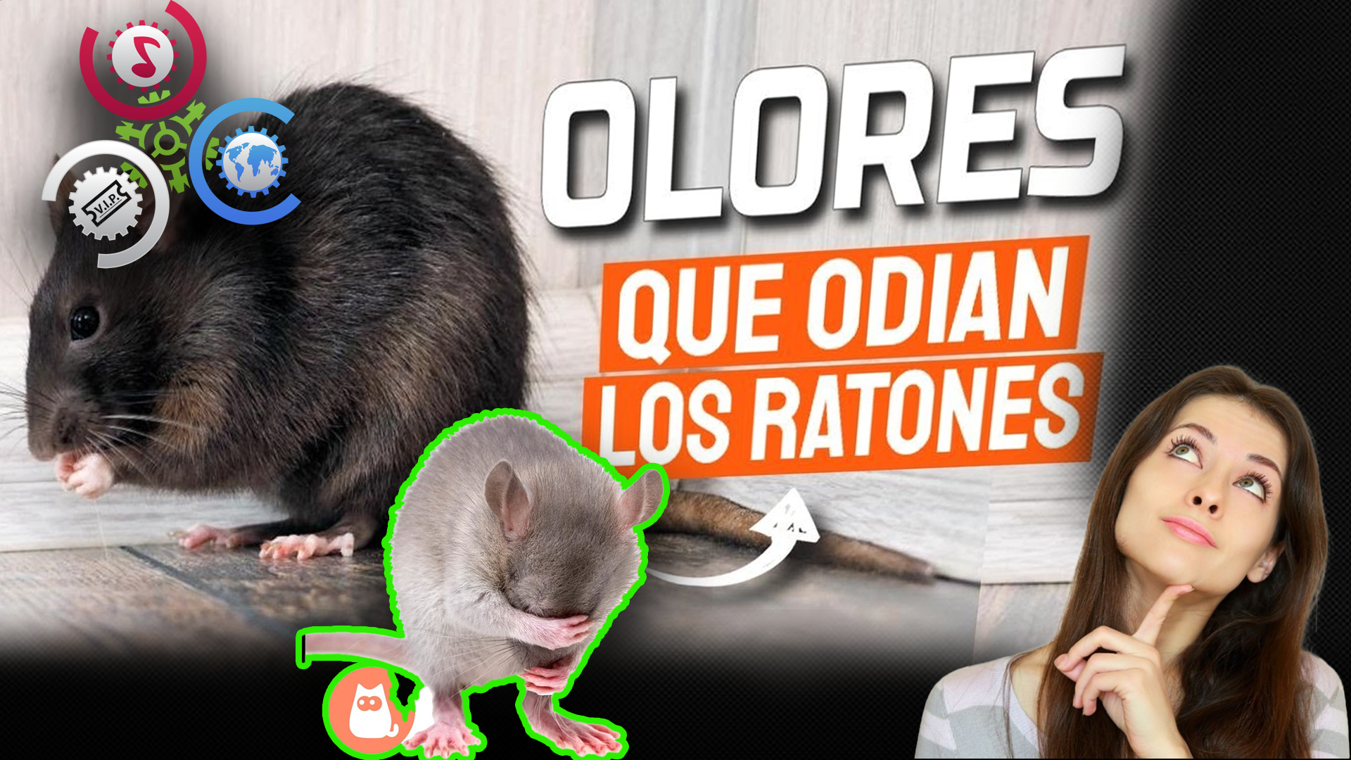 7 OLORES Que ODIAN Y SE ALEJAN DEL HOGAR Los Ratones