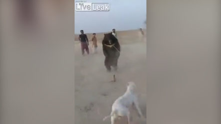 Hombre En Afghanistan Pone A Pelear Un Perro Y Un Oso