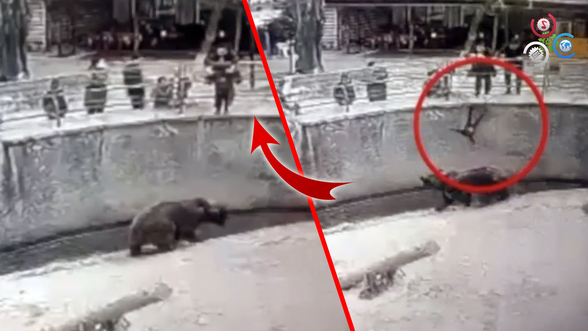 ¡Madre Es Acusada De Asesinato Luego De Lanzar Niño A Los Osos En Un Zoológico!