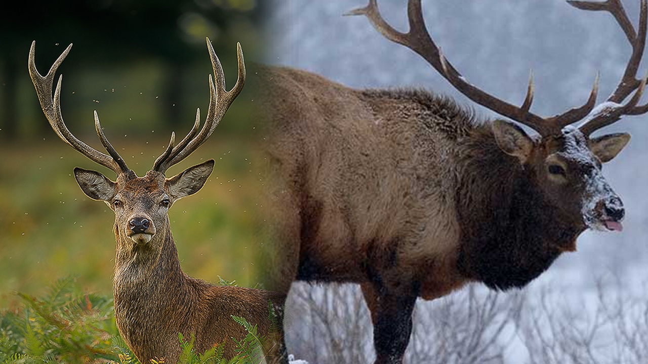 Sin Frenos: ¿La Mujer Mientras Más Celosa Es Más Cuernera?