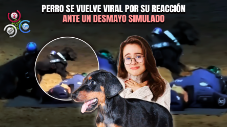 Perro Policía Conmueve Al Mundo Al Simular Maniobra De RCP Durante Entrenamiento