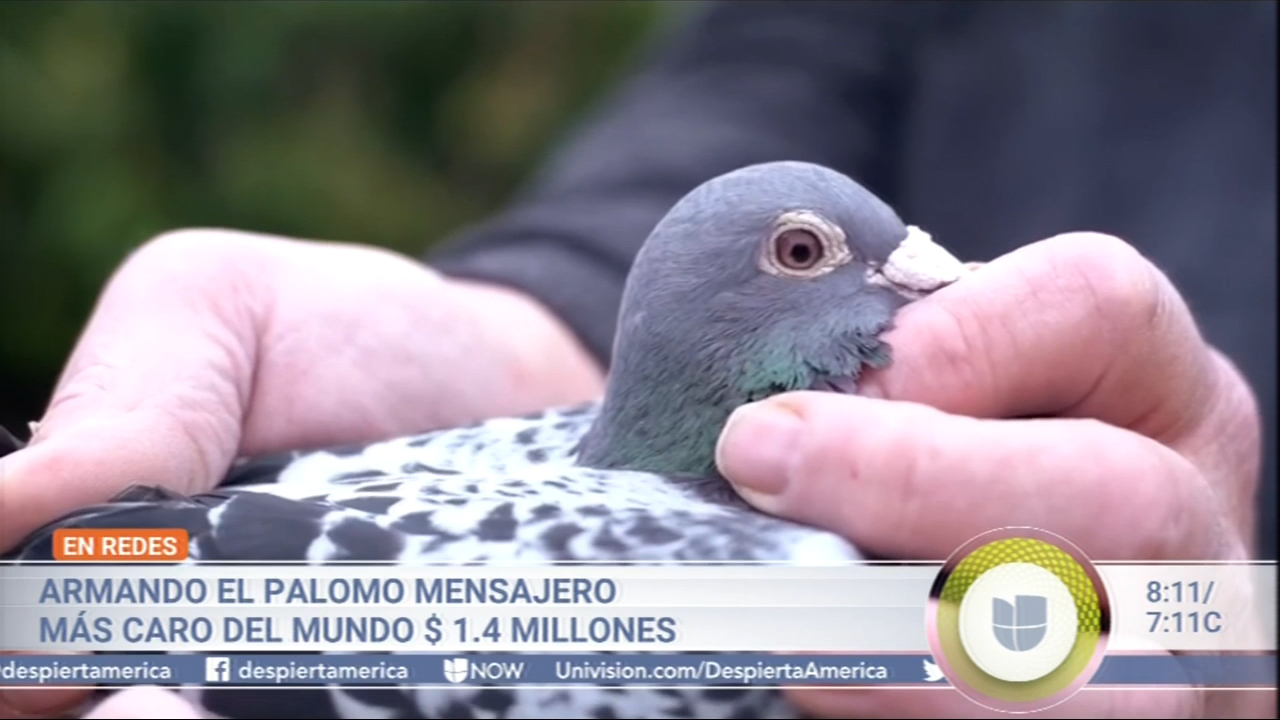 Armando El Palomo Mensajero Más Caro Del Mundo $1.4 Millones