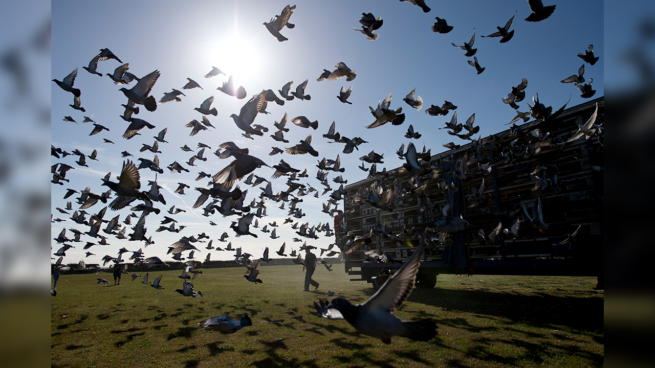 Carrera De Palomas En Inglaterra