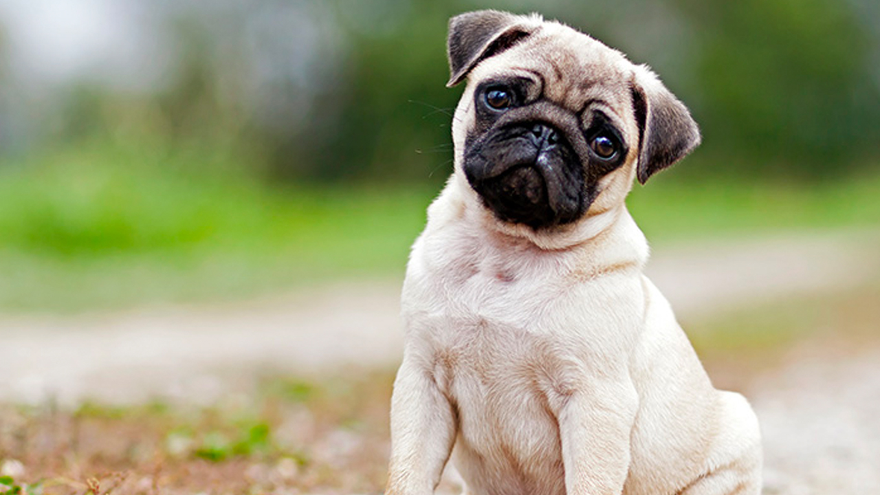 Si Dejas A Tus Hijos Jugar Con Un Perro Es Probable Que Pase Lo Siguiente