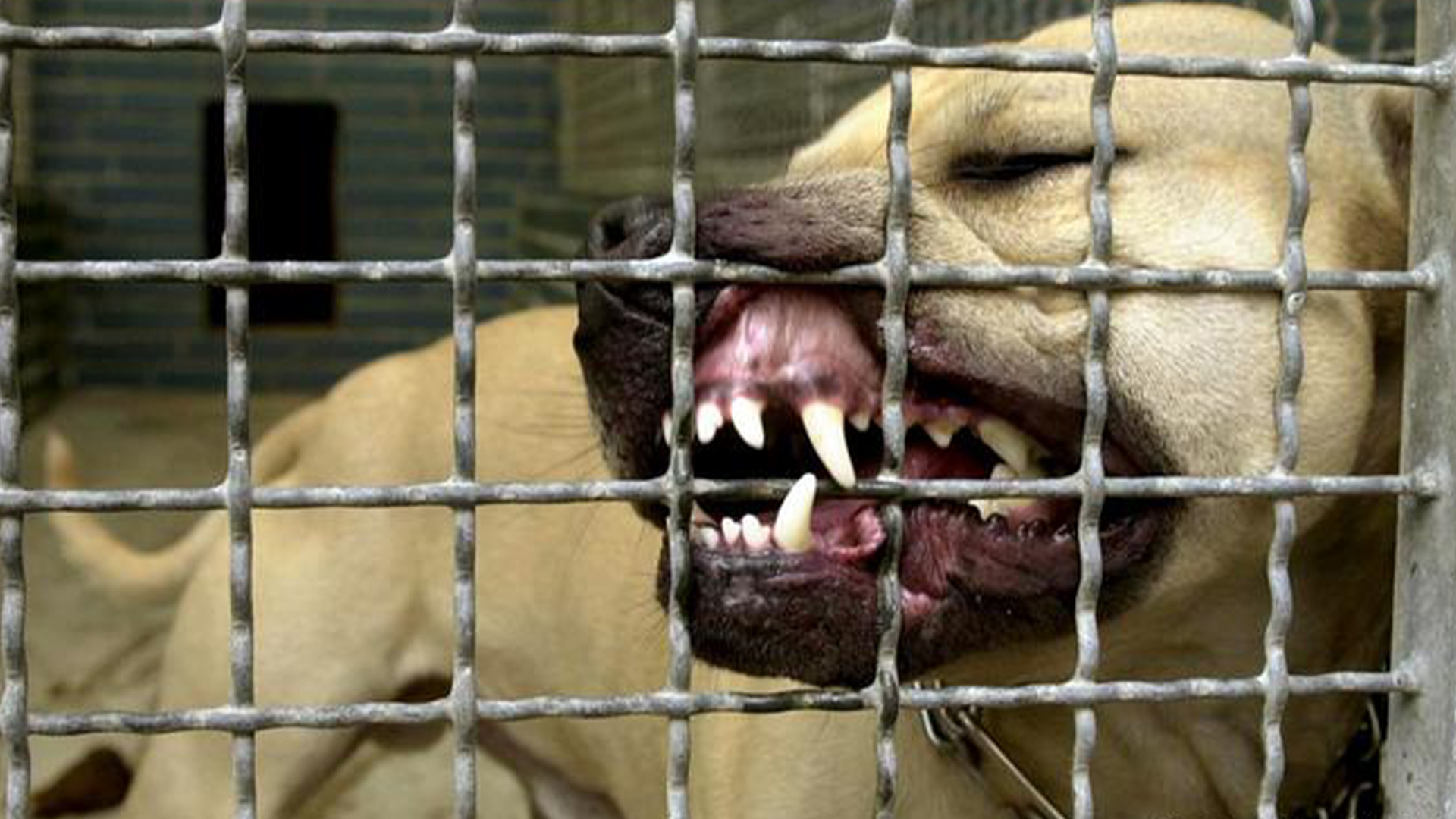 Video Donde Ponen Perros A Pelear En San Cristóbal Y Los Maltratan