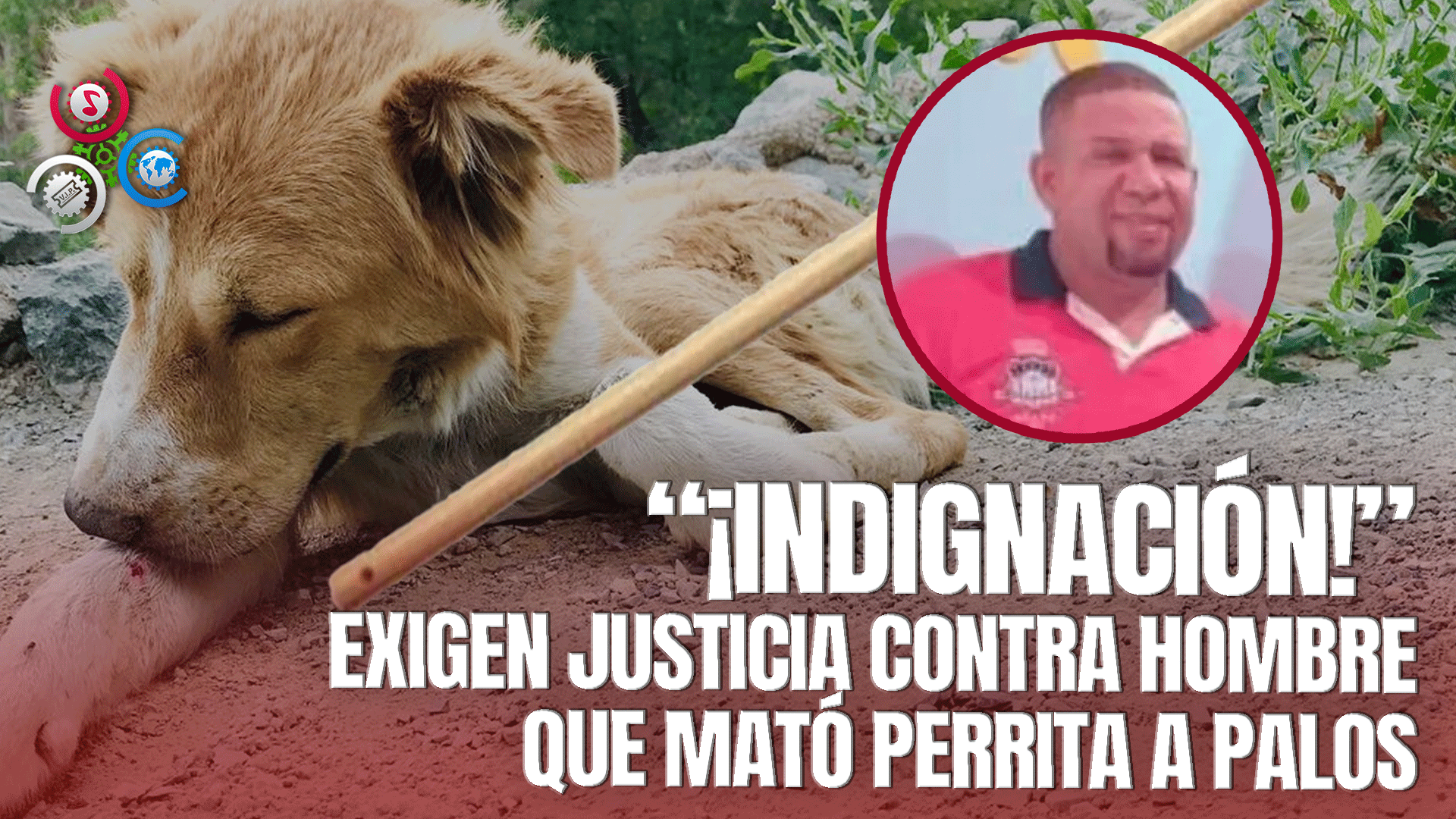 Residentes De Villa Olímpica Solicitan Apresar A Hombre Que Ultimó Una Perra A Palos