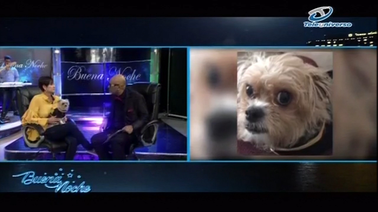 Nelson Javier Recibe En Su Programa Al Perrito Aguilucho Que Es Viral En Las Redes