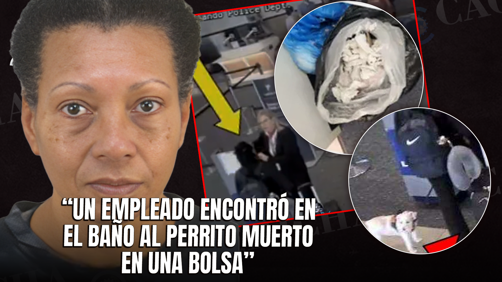 Arrestan Mujer En Florida Acusada De Matar A Su Perro En Aeropuerto Tras No Poder Abordar Con él