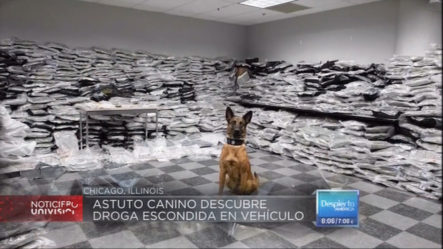 Astuto Canino Descubre Droga Escondida En Vehículo