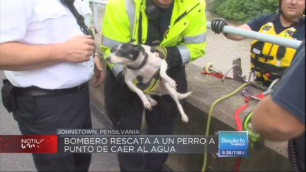 Bombero Rescata A Un Perro A Punto De Caer Al Agua
