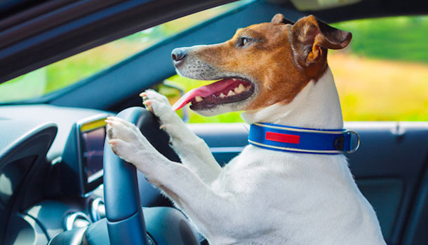 En Florida Un Perro Conductor Sorprende A Vecinos Y Oficiales De Policía