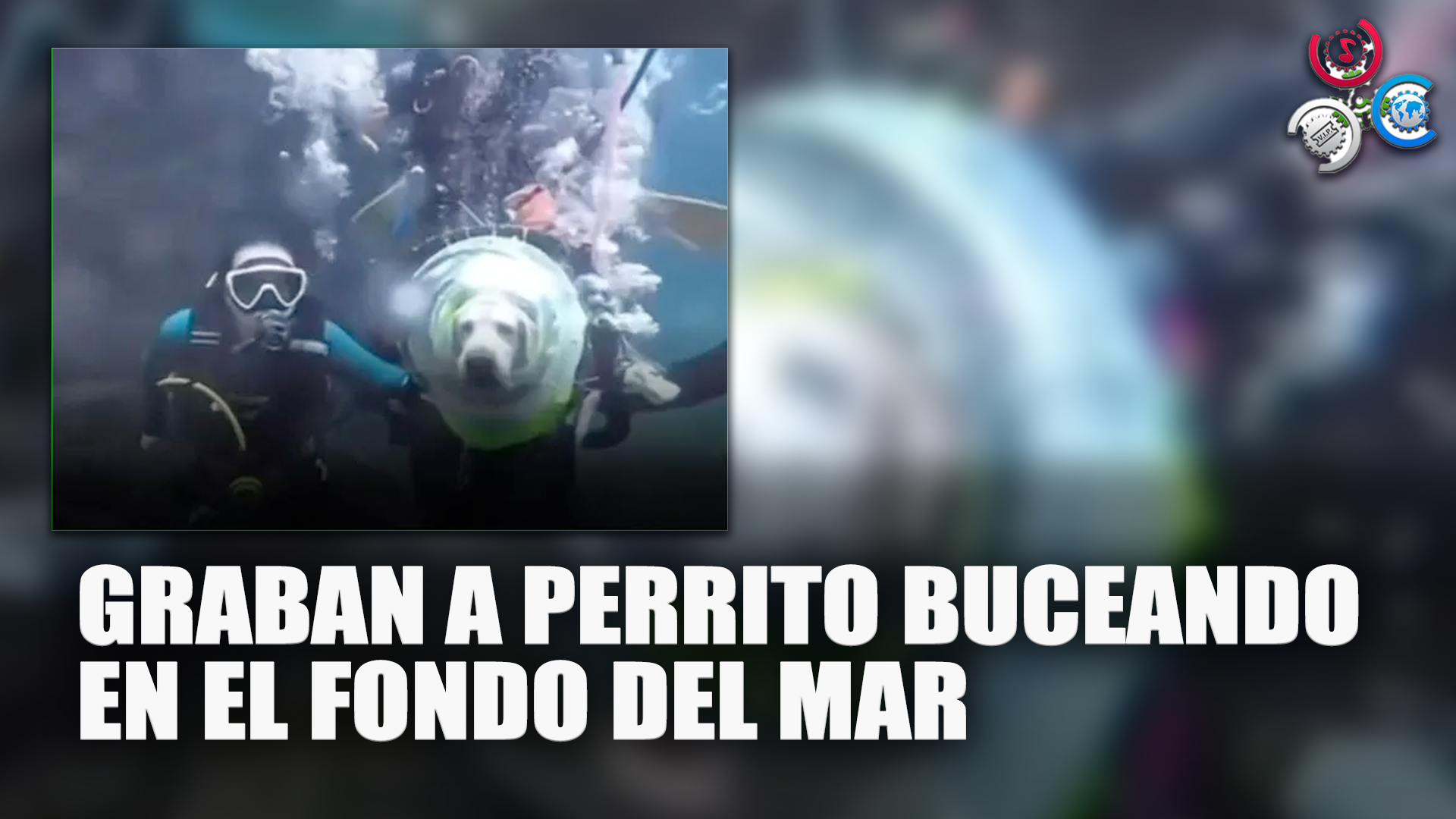 Graban A Perrito Buceando En El Fondo Del Mar Y Dasata Debate