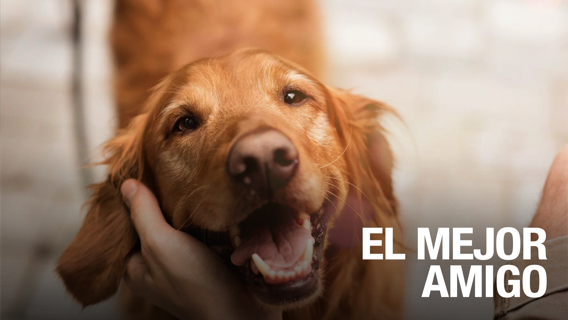 ¡Adorable! Por Esto Dicen Que El Perro Es El Mejor Amigo Del Hombre