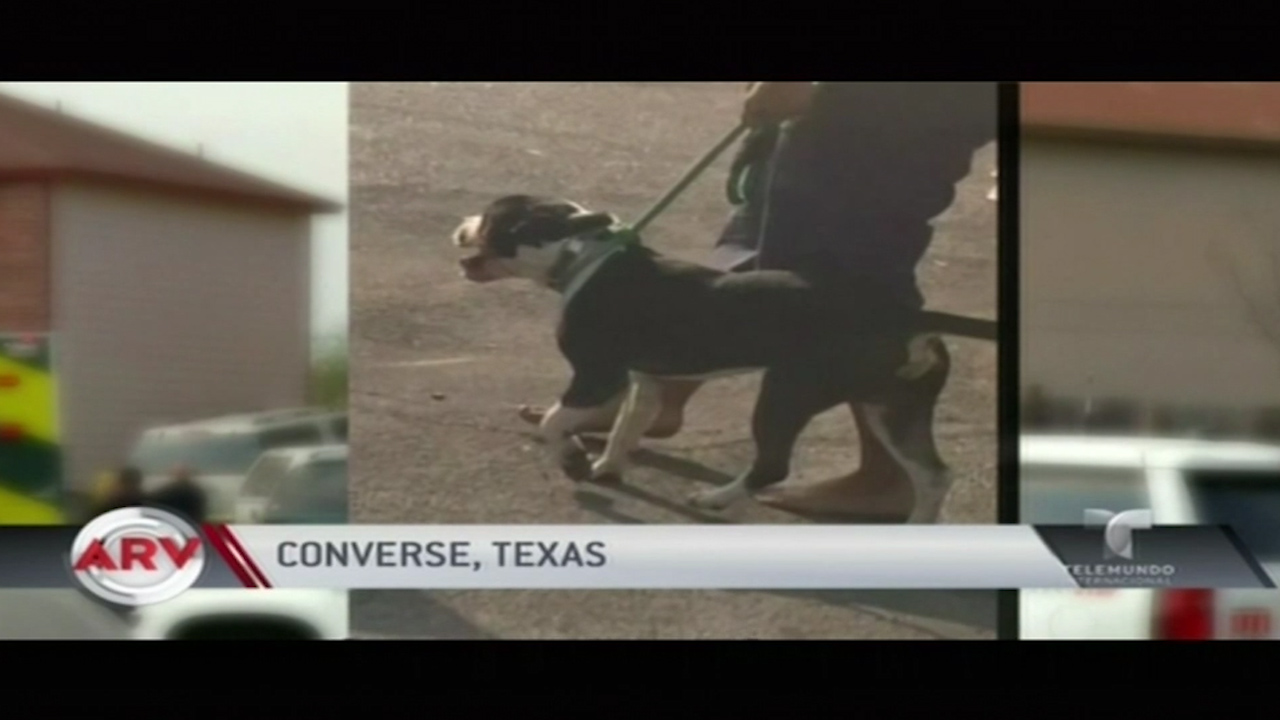 En Texas Un Niño De 4 Años Murió Tras Ser Mutilado Por La Mascota De La Familia