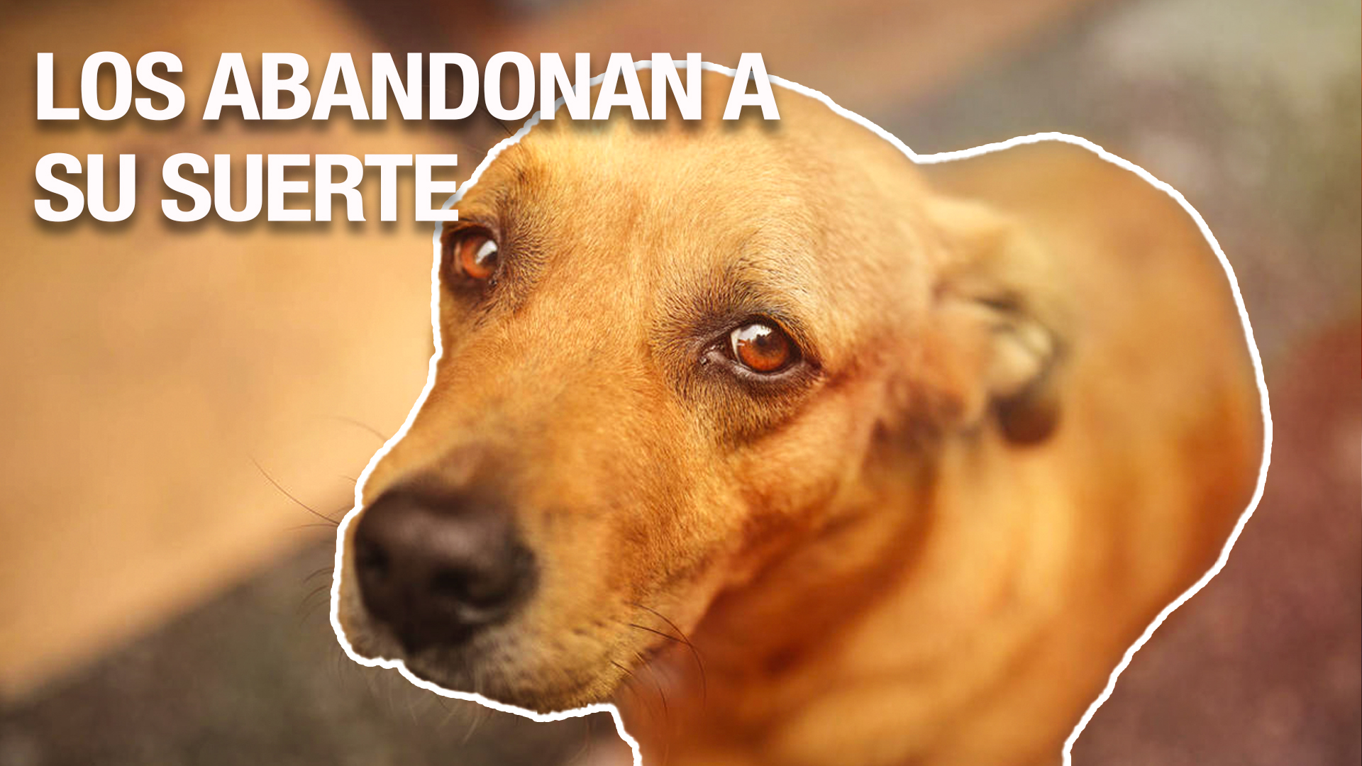Este Video Te Romperá El Corazón; Perros Están Abandonados Y Autoridades No Hacen Nada