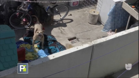 Indignante Abuso De Una Familia Por Obligar A Dormir En El Patio Con Su Perro Tras Ser Castigado Por Su Padrastro