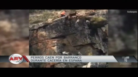 Perros Caen Por Barranco Durante Cacería En España