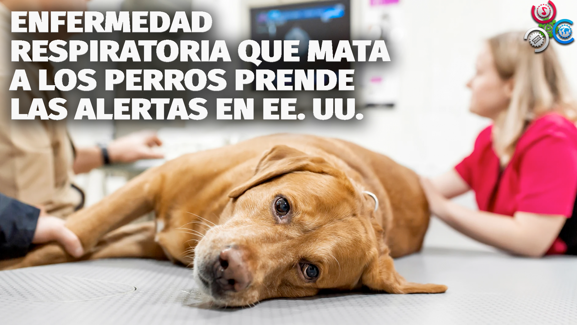 Enfermedad Respiratoria Que MATA A LOS PERROS Prende Las Alertas En EE. UU.