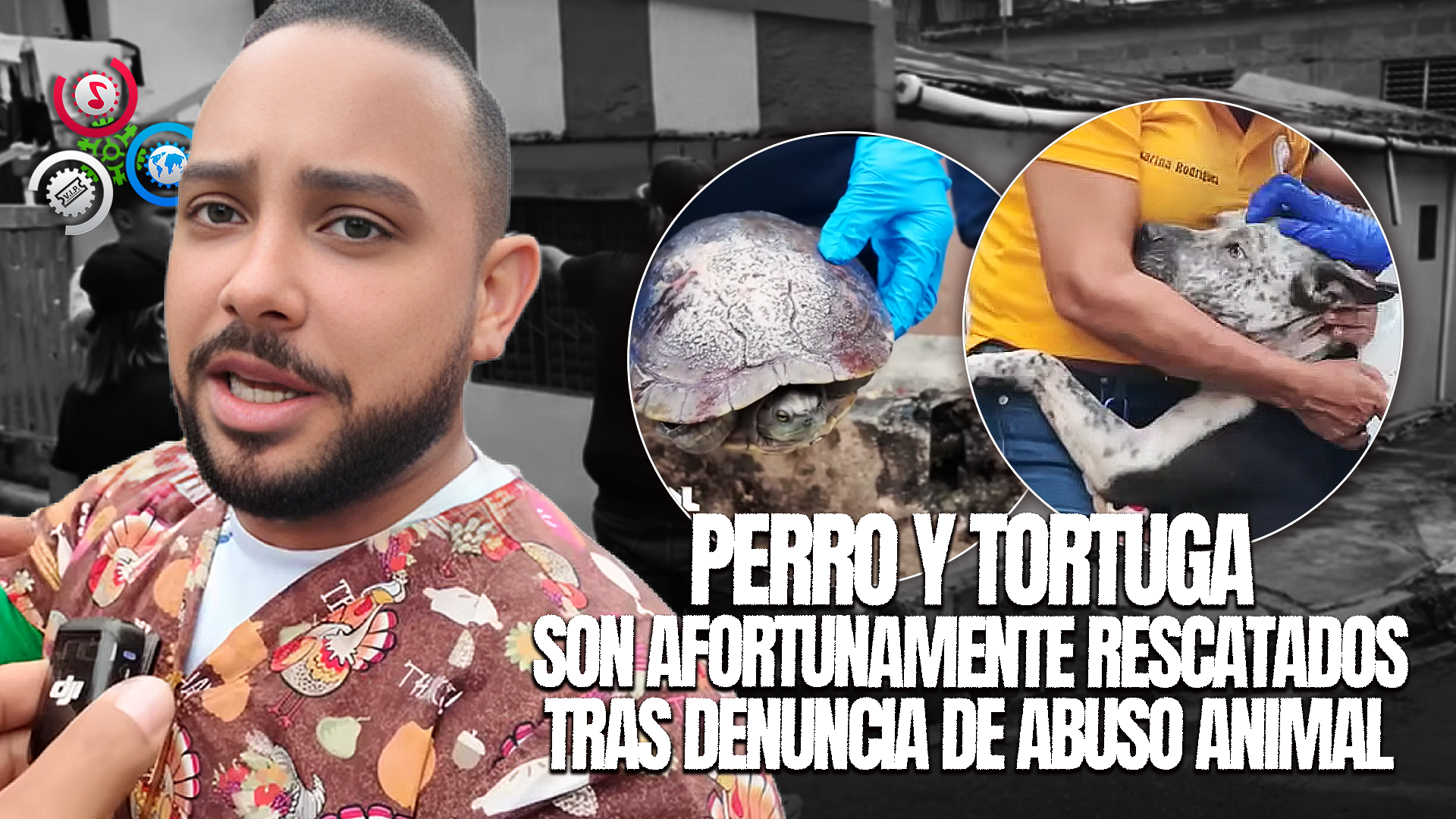 Rescatan A Perro Y Tortuga En Grave Condición Tras Denuncia De Maltrato En La Vega
