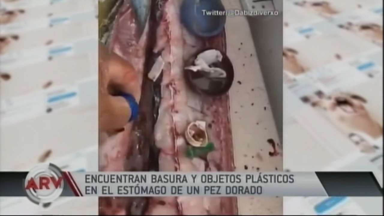 Un Chef Encuentra Basura Y Objetos Plásticos En El Estómago De Un Pez Dorado