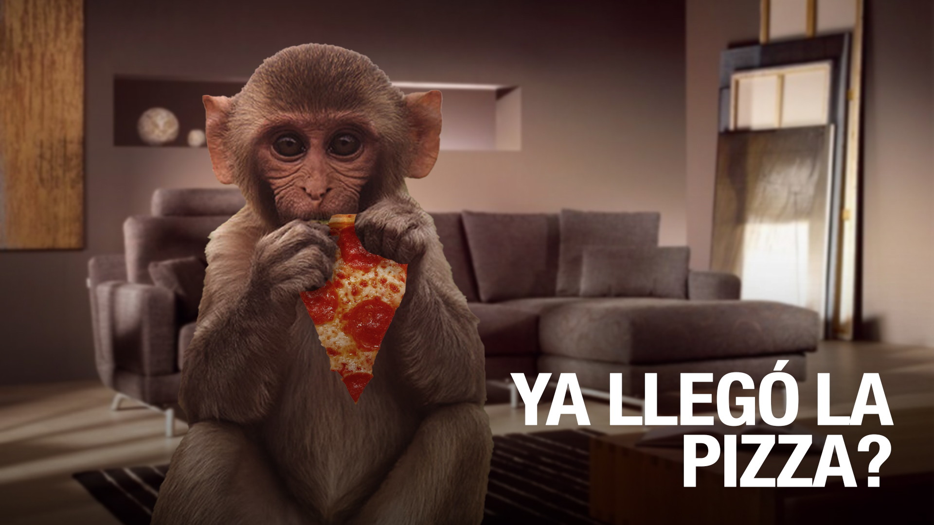 ¡Impresionante! No Creerás Cómo Este Mono Recibe Una Pizza