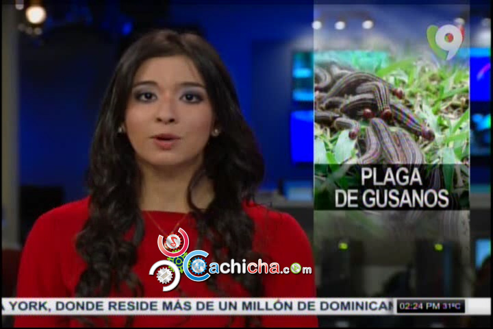 Sigue Plaga De Gusanos En áreas Rurales En Santiago