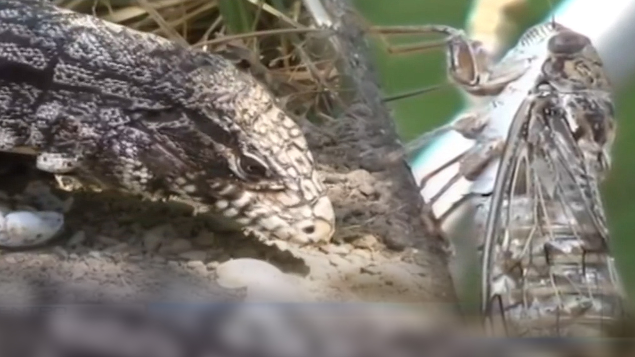 Cinco Plagas Invaden Estados Unidos 