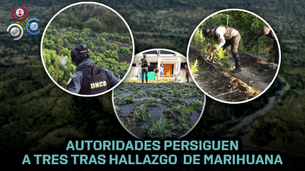 Incautan Extensa Plantación De Marihuana En Baní