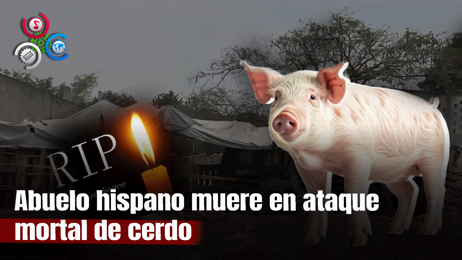 Un Abuelo Hispano Muere Tras Ser Atacado Por Un Cerdo: Vecinos No Lograron Quitárselo De Encima