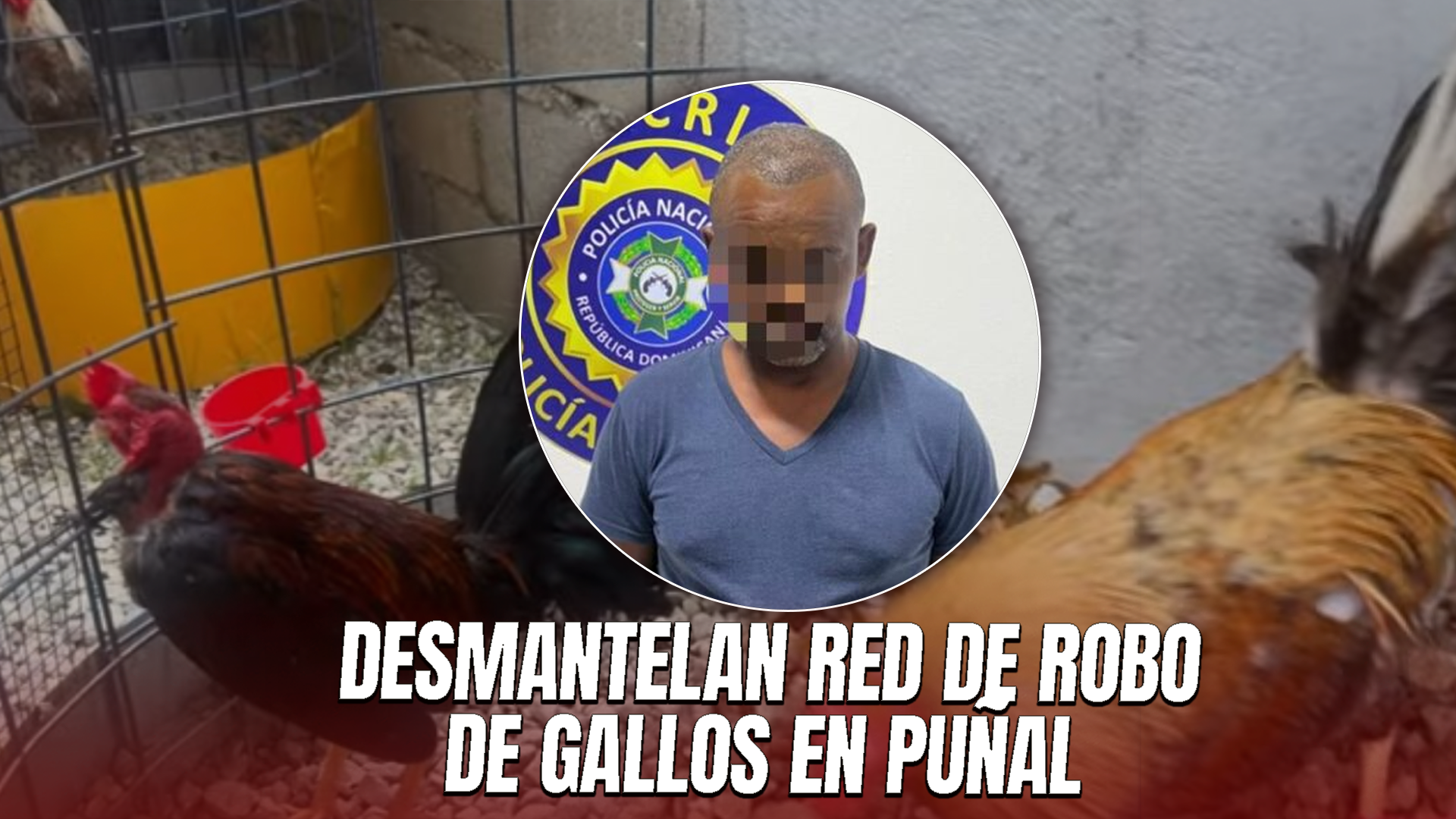 Policía Recupera 19 Gallos De Pelea Robados Valorados En RD$400 Mil Tras Rastreo En Redes
