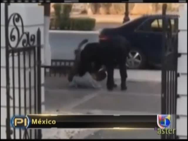 Policía Es Grabado Golpeando Indigente Luego De Arrestarlo #Video