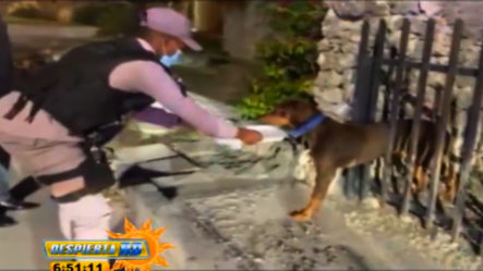 Policías Tratan De Salvar Perro Envenenado En Bávaro