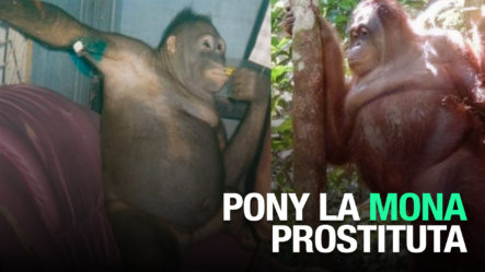 Pony (La Orangutana) Fue Abusada Sexualmente En Prostíbulo De Indonesia