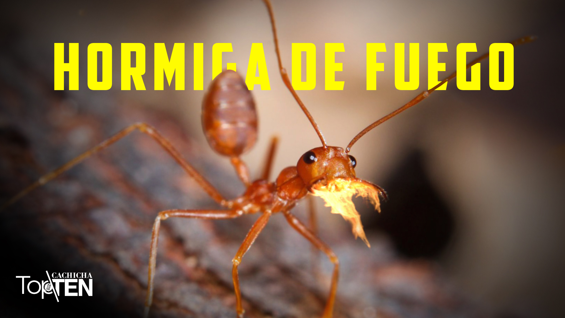 Top 10 Insectos Más Pequeños Y MORTALES  Del Mundo Que No Creerás Que Existen