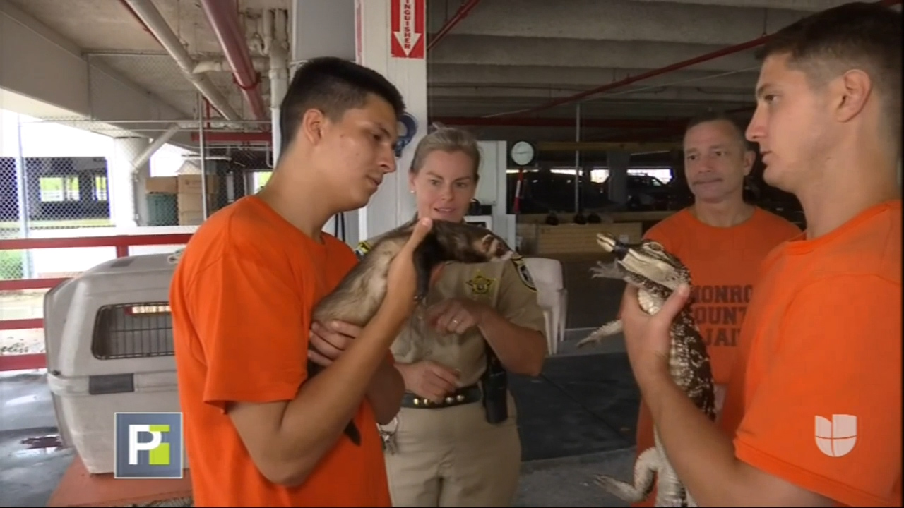 Zoológico En La Florida Que Para Poder Trabajar Allí Debes Estar Preso