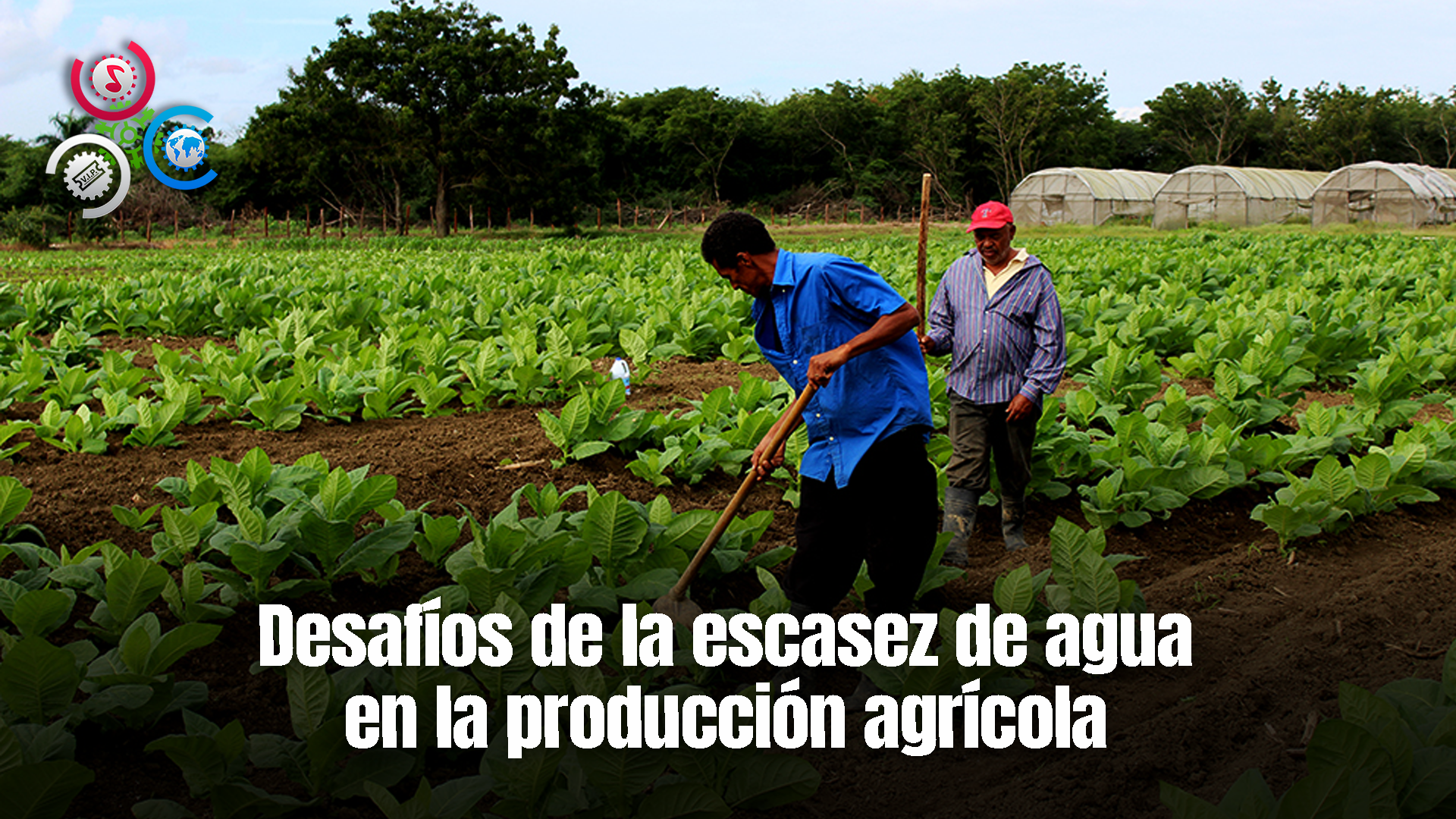 La Producción Agrícola Ha Disminuido Por La Falta De Riego Del Río Masacre En Dajabón