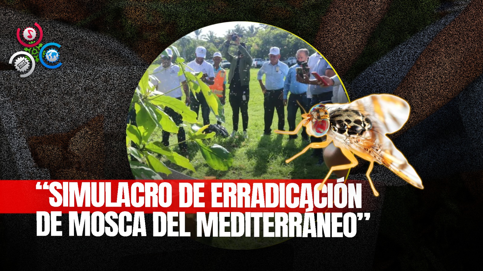 República Dominicana Implementa Protocolo Para Erradicar La Mosca Del Mediterráneo