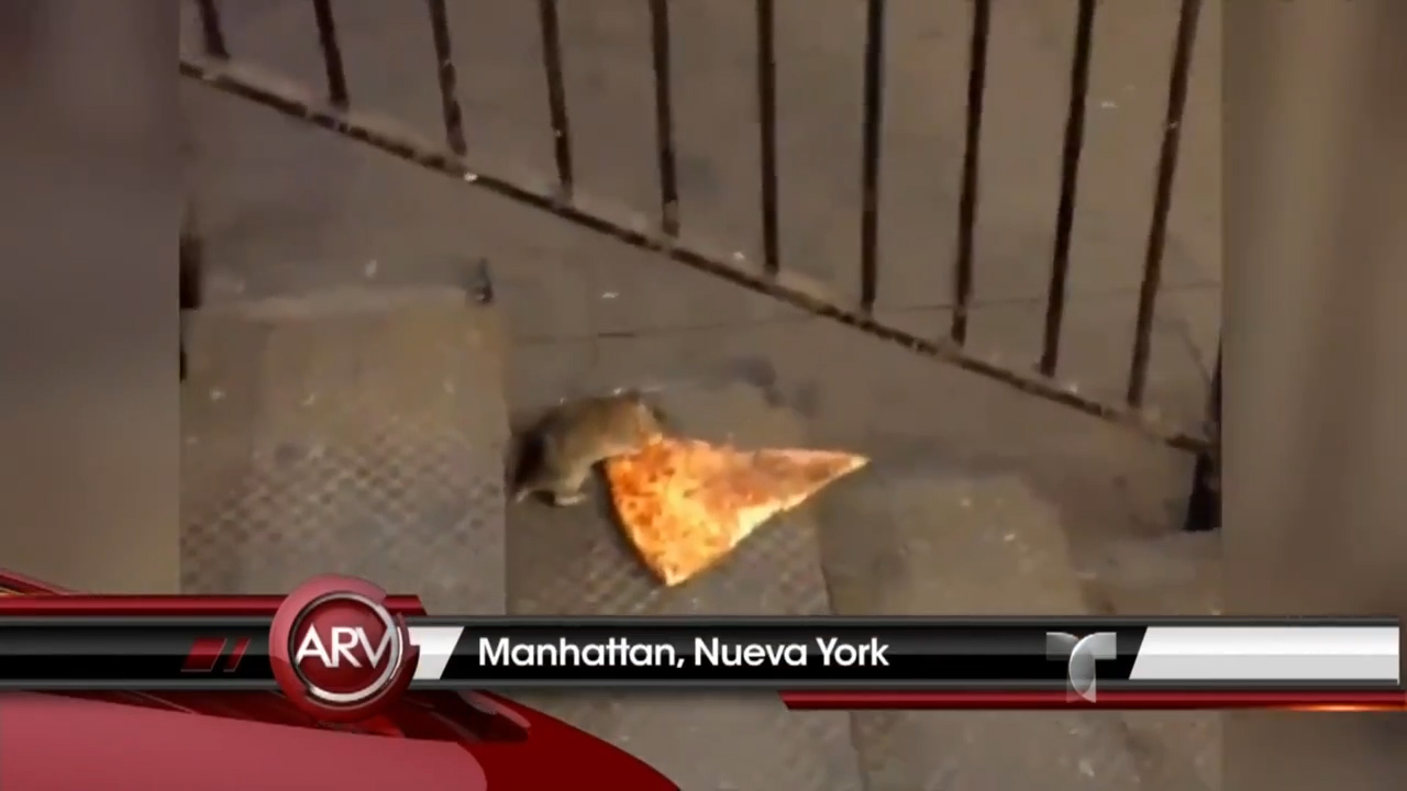 La Rata Más Famosa De Nueva York: Se Lleva Un Pedazo De Pizza Más Grande Que Sí Misma #Video