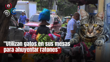 Comerciantes Usan Gatos Para Combatir Cucarachas Y Ratas En Mercado De Herrera
