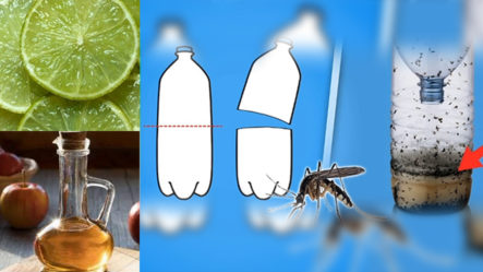 Remedios Caseros Que Reducirán Los Mosquitos En El Hogar | Plan Médico