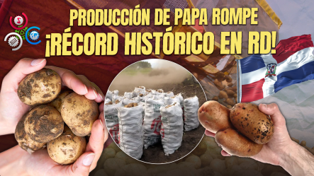 República Dominicana Logra Cosecha Histórica De Papa Con 800,000 Quintales