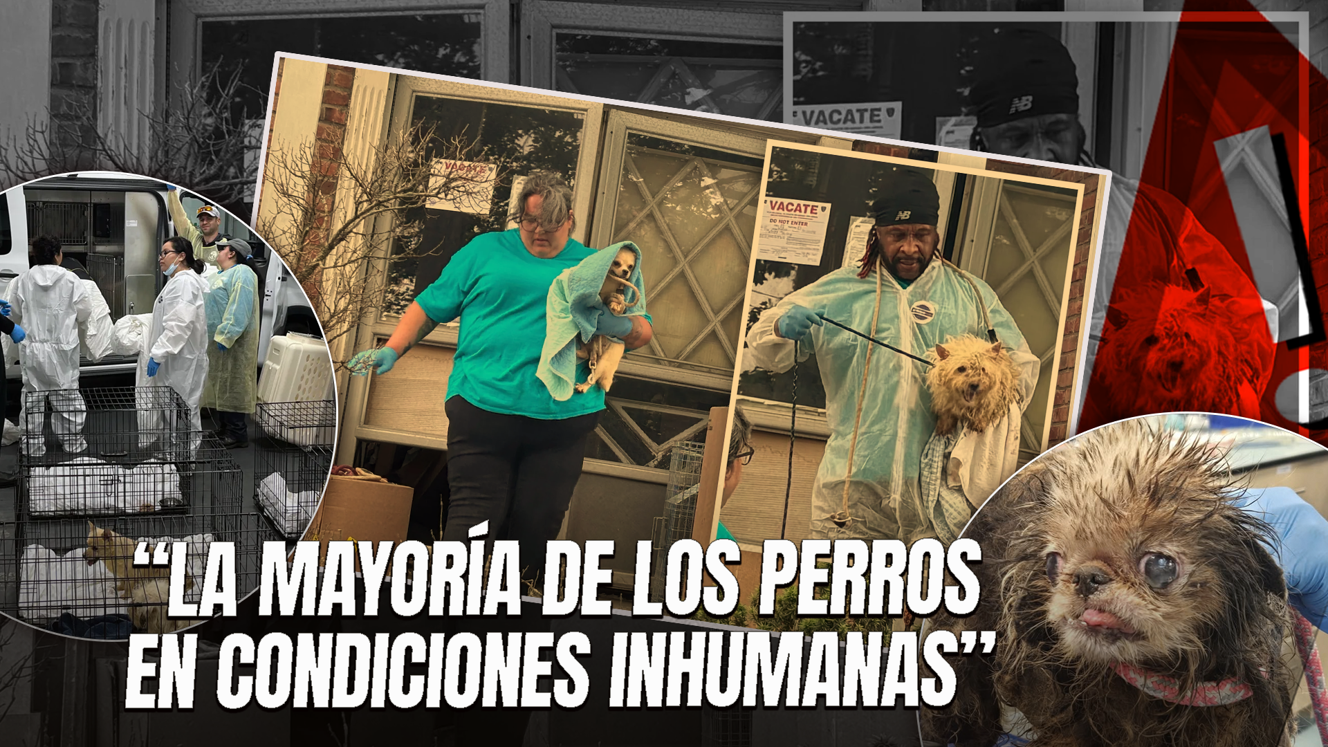 Rescatan A Más De 80 Perros En Condiciones Deplorables Tras Muerte De Su Dueña En Brooklyn