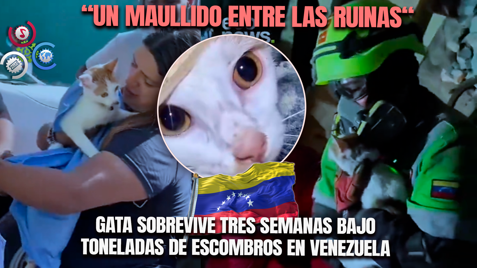 Rescatan Con Vida A Una Gatita Tras Permanecer 23 Días Bajo Los Escombros Del Terremoto En Venezuela