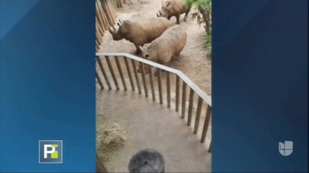 Momentos De Terror Vive Una Familia En Zoológico De Florida Al Una Niña Caer En La Jaula De Rinocerontes