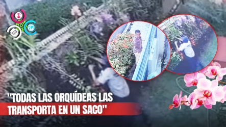 Ladrón De Orquídeas Es Captado En Cámara En Mirador Sur “Residentes Denuncia Múltiples Robos”